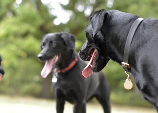 Descubre qué es y cómo afecta el golpe de calor en perros - Pet's Table