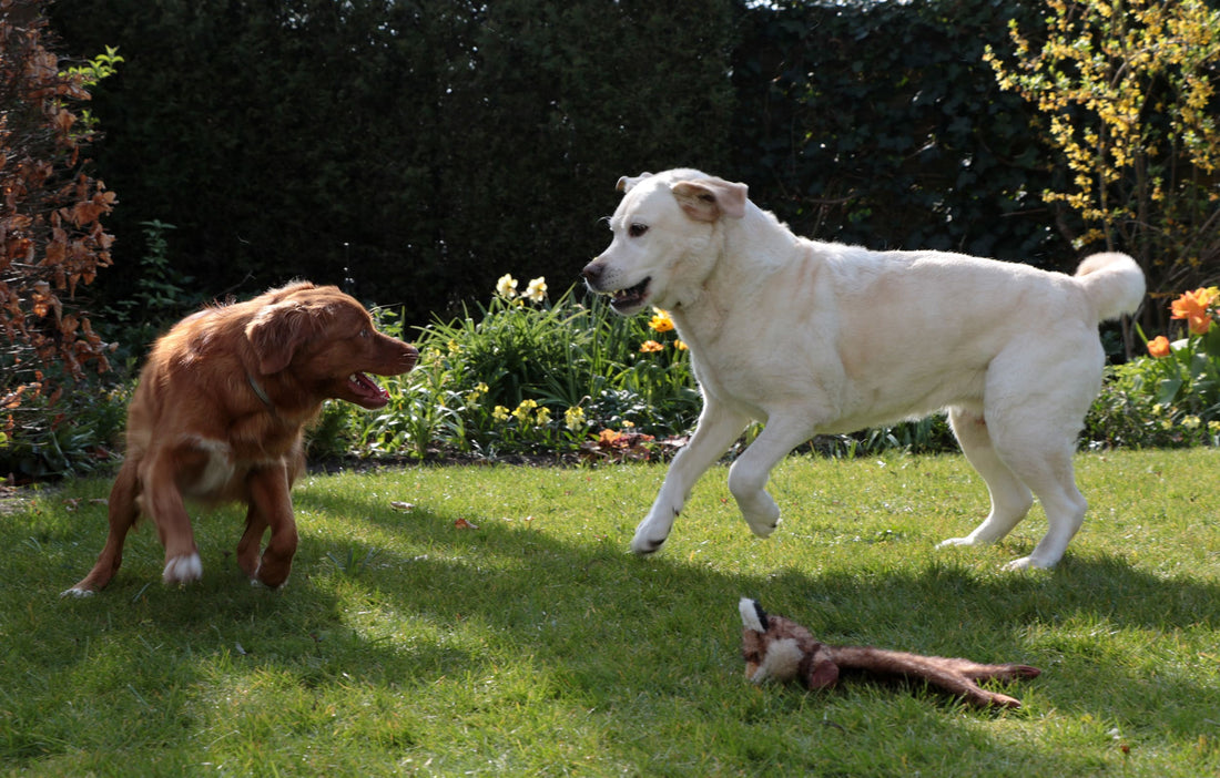  ¡Labradores en acción! actividades divertidas para tu perro