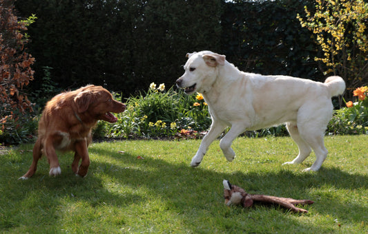  ¡Labradores en acción! actividades divertidas para tu perro - Pets Table