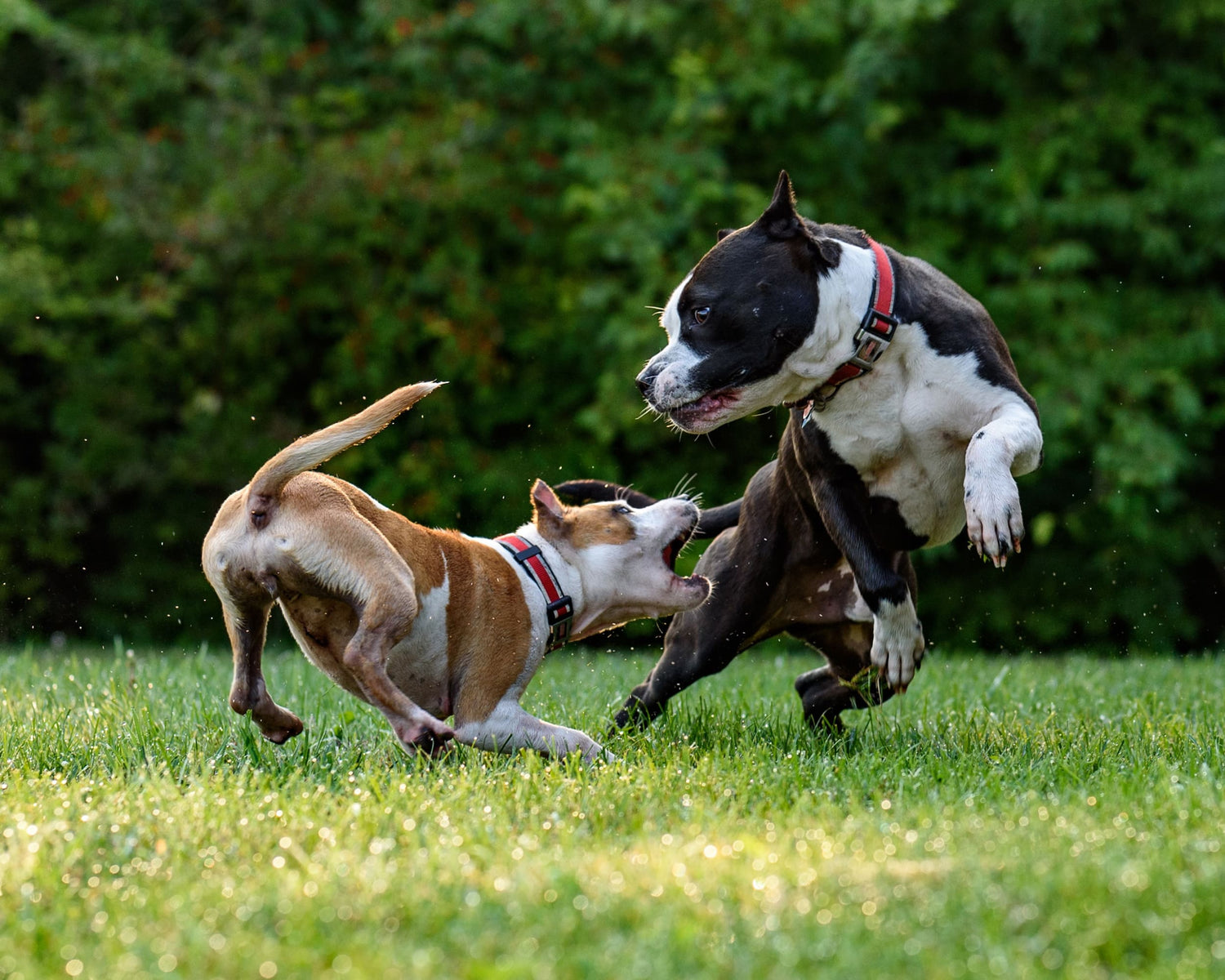 Manejando la agresión canina: causas y soluciones efectivas