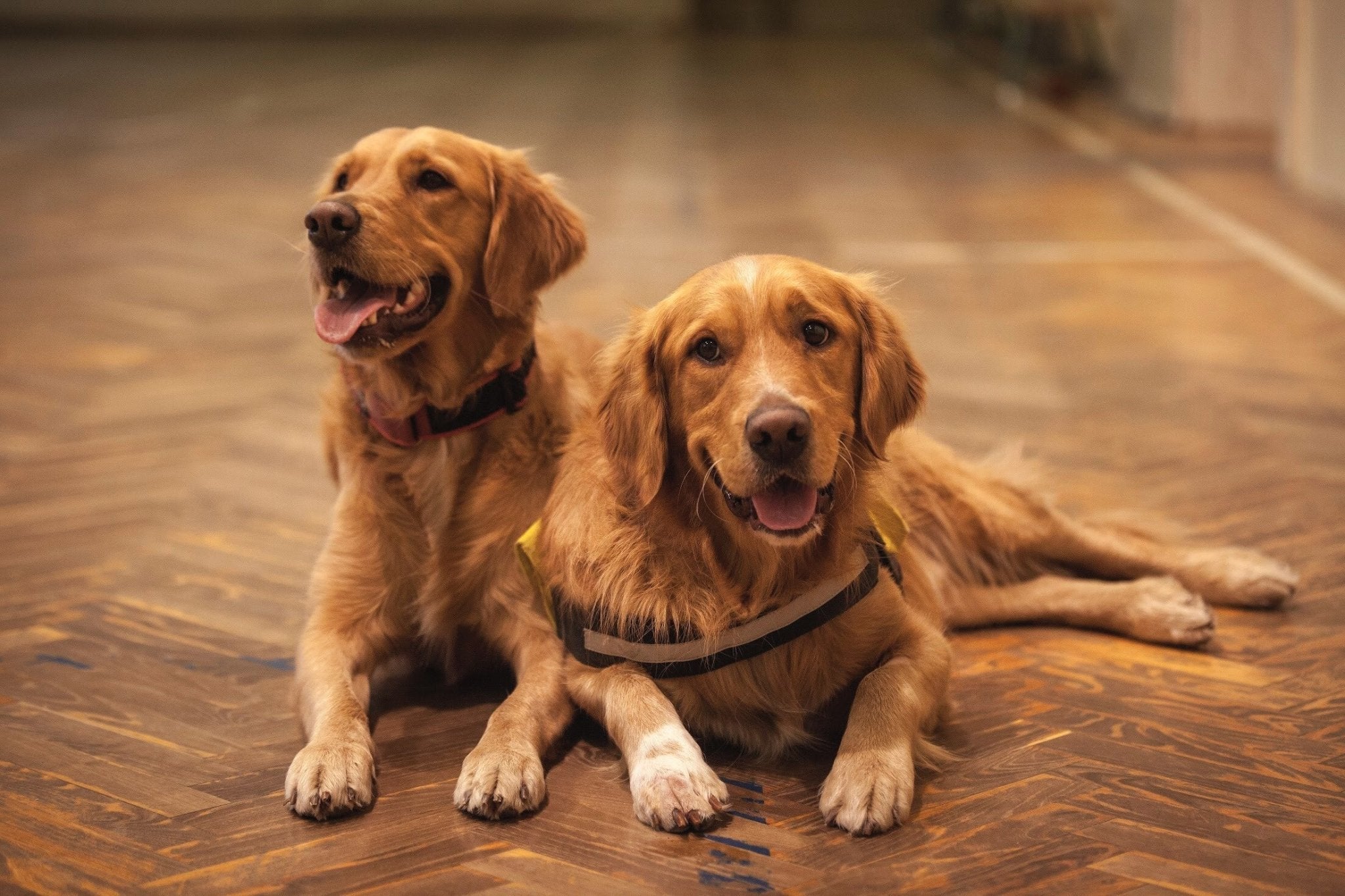 Nombre para pareja de perros ¡Ideas para Dos Perros Inseparables! - Pets Table