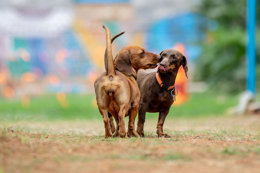 Dachshund: El Perro Salchicha y sus Fascinantes Variantes - Pets Table