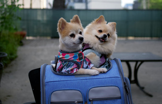 Comodidad y Estilo: Accesorios para Perros que lo Tienen Todo - Pets Table