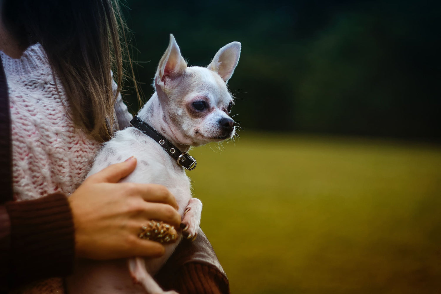 Chihuahuas y Petstable: una combinación perfecta para una vida saludable y feliz