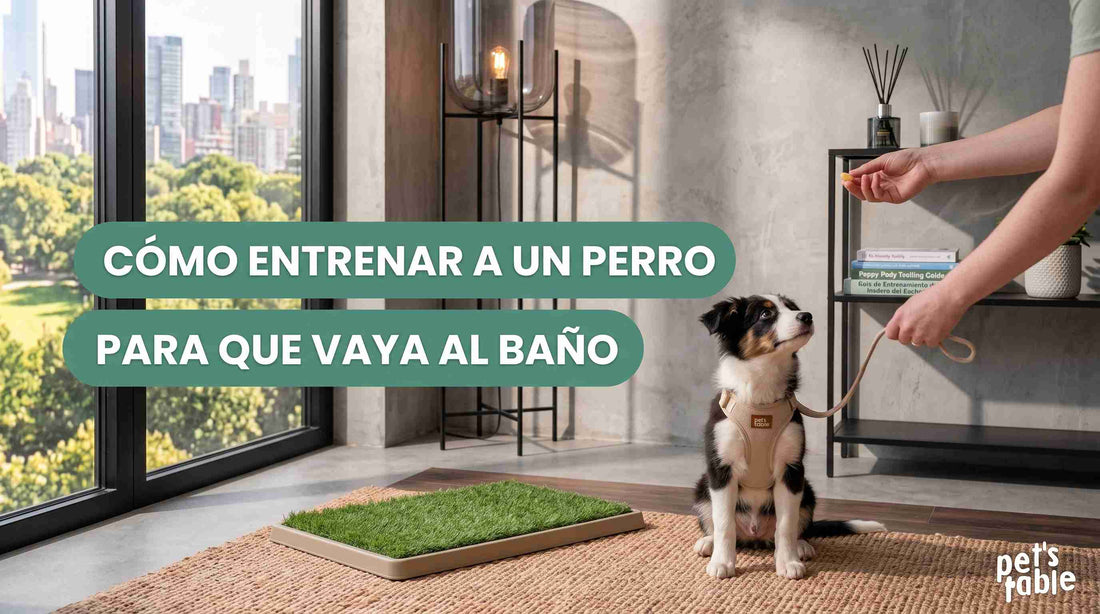 ¿Cómo entrenar a un perro para que vaya al baño solo? Aquí te contamos - Pet's Table