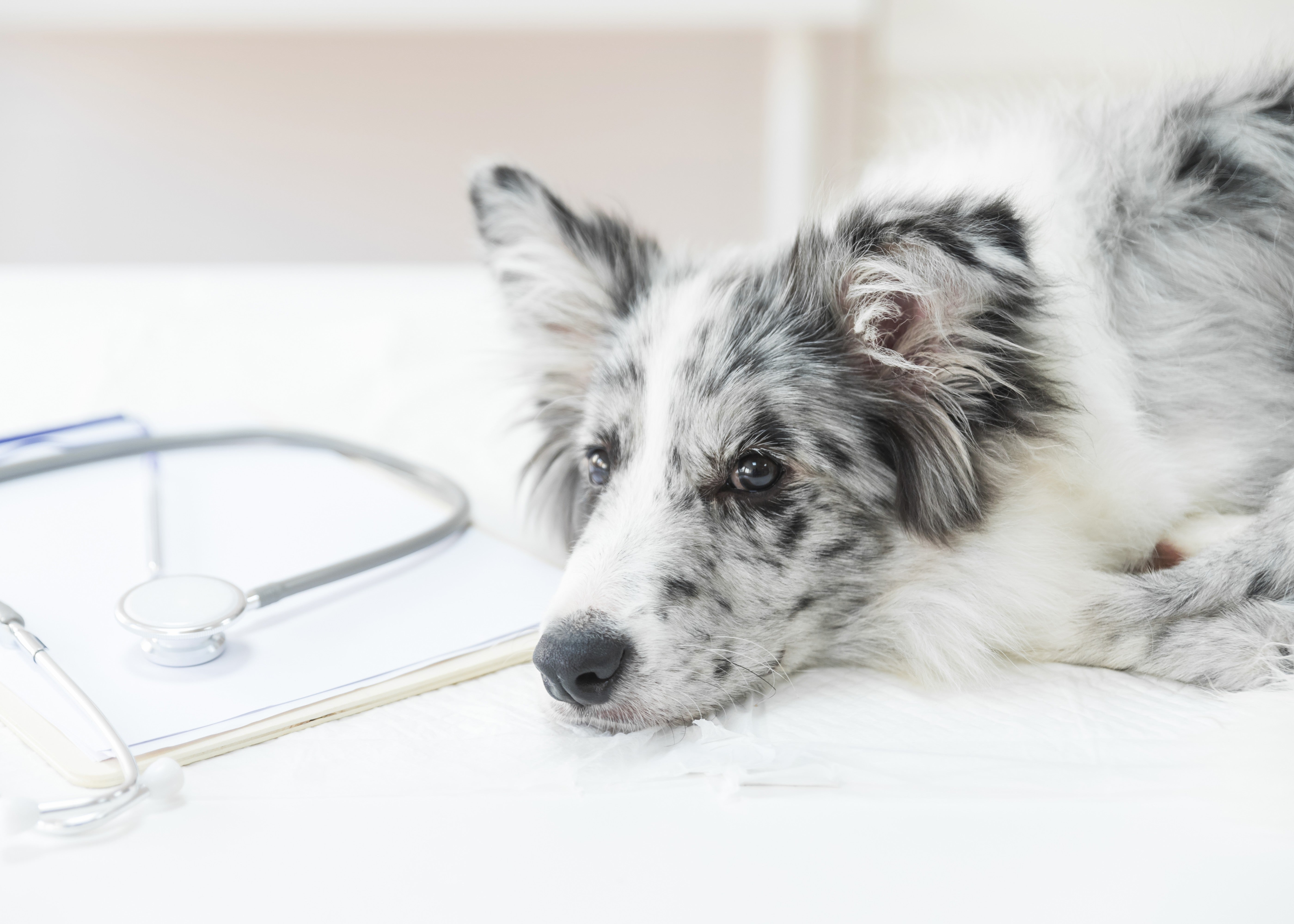Descubres las enfermedades de perros que más afectan su organismo y cómo prevenirlas - Pet's Table