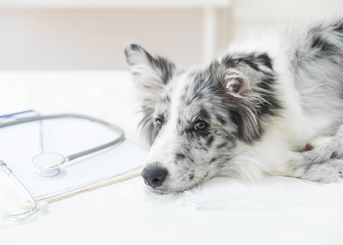 Descubres las enfermedades de perros que más afectan su organismo y cómo prevenirlas - Pet's Table