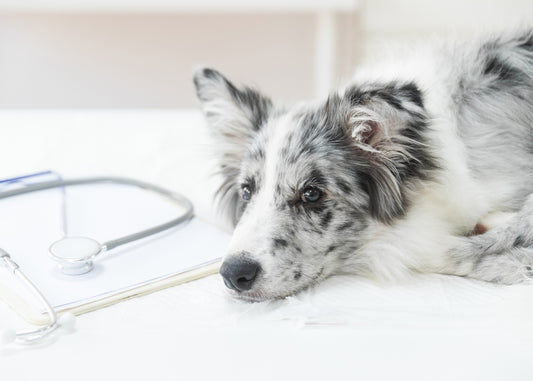 Descubres las enfermedades de perros que más afectan su organismo y cómo prevenirlas - Pet's Table