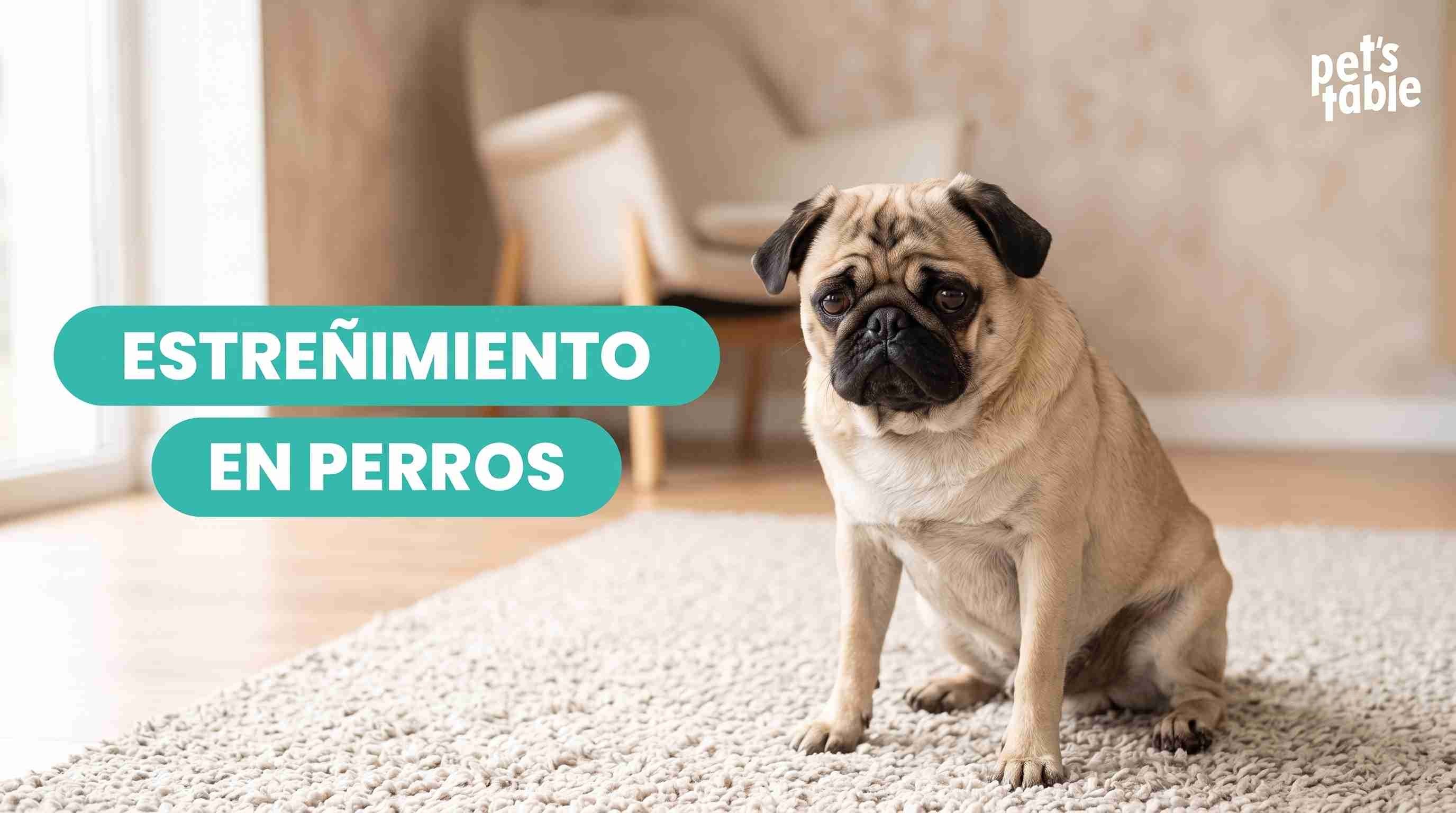 Estreñimiento en perros: Descubre todo lo que debes saber para prevenirlo - Pet's Table