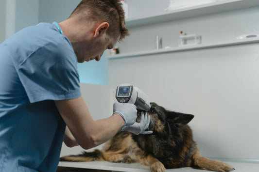 Fiebre en perros: Descubre su causa, prevención y algunos cuidados extras para tu peludo - Pet's Table