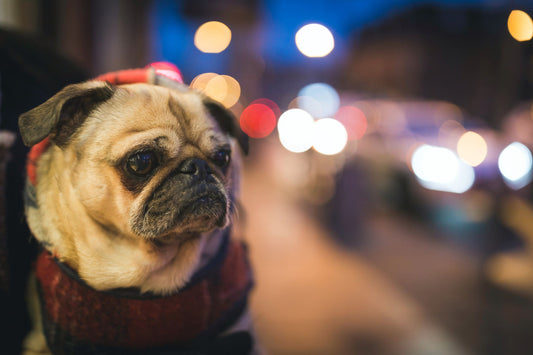 Pugs: Los pequeños compañeros perfectos para la vida urbana - Pets Table