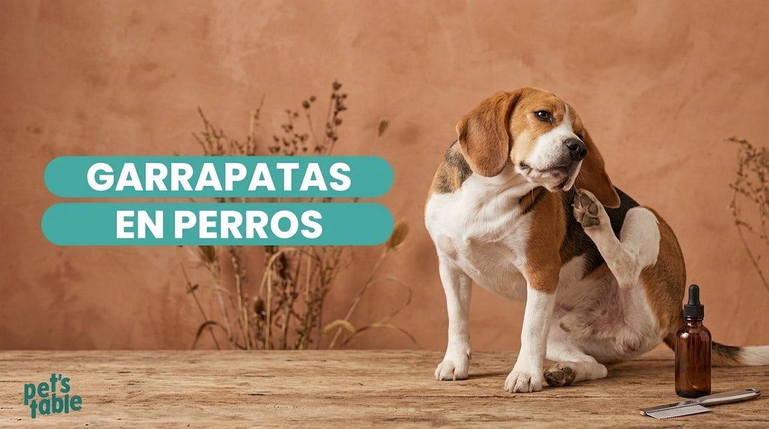 Descubre todo lo que está relacionado con las garrapatas y perros - Pet's Table