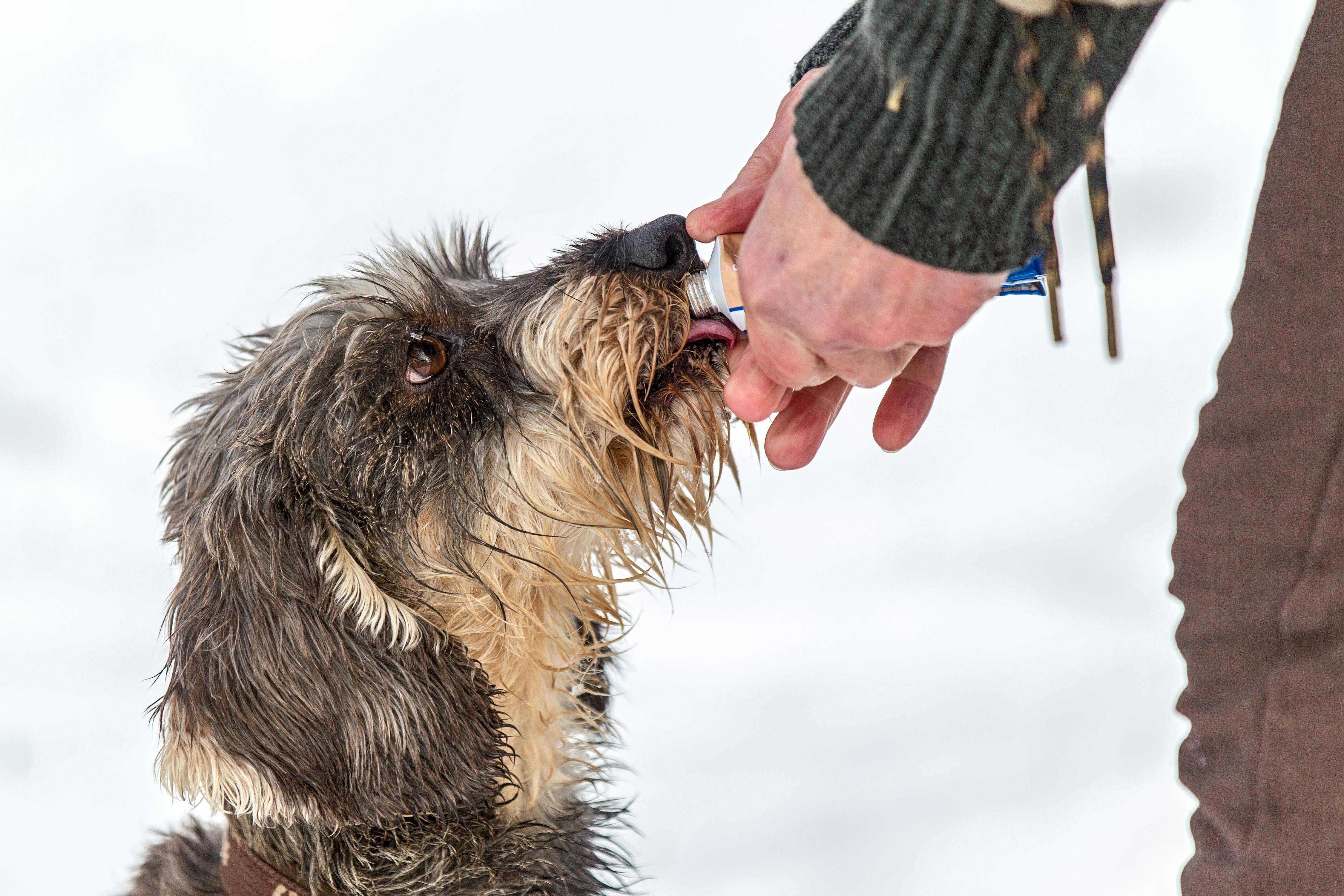 Glucosamina para perros: ¿Qué es y de qué le sirve a tu peludito? - Pet's Table