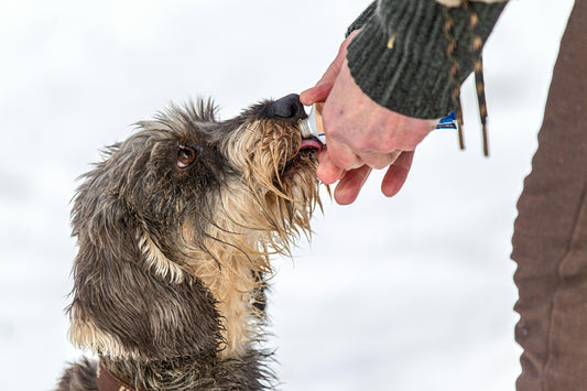 Glucosamina para perros: ¿Qué es y de qué le sirve a tu peludito? - Pet's Table