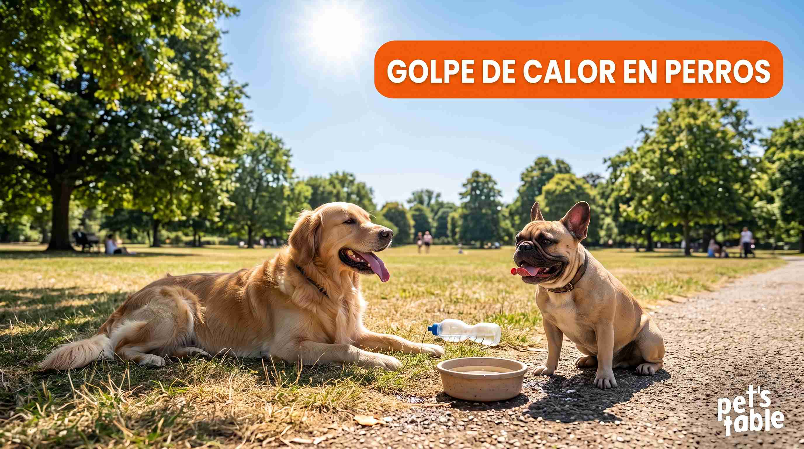 Descubre qué es y cómo afecta el golpe de calor en perros - Pet's Table