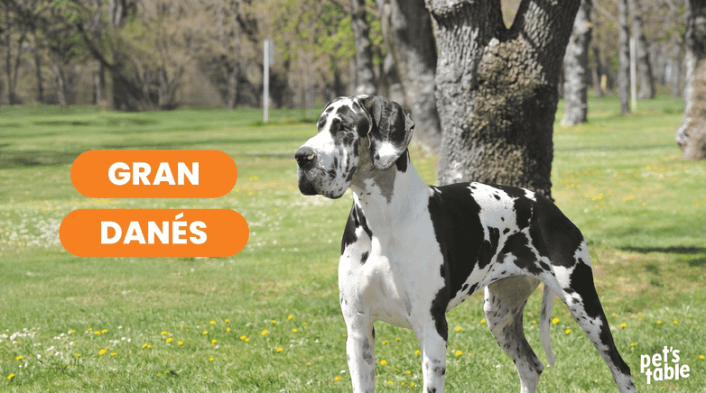 Perro Gran Danés, el más gentil de todos. Descubre cómo cuidarlo con la mejor comida natural del país - Pet's Table