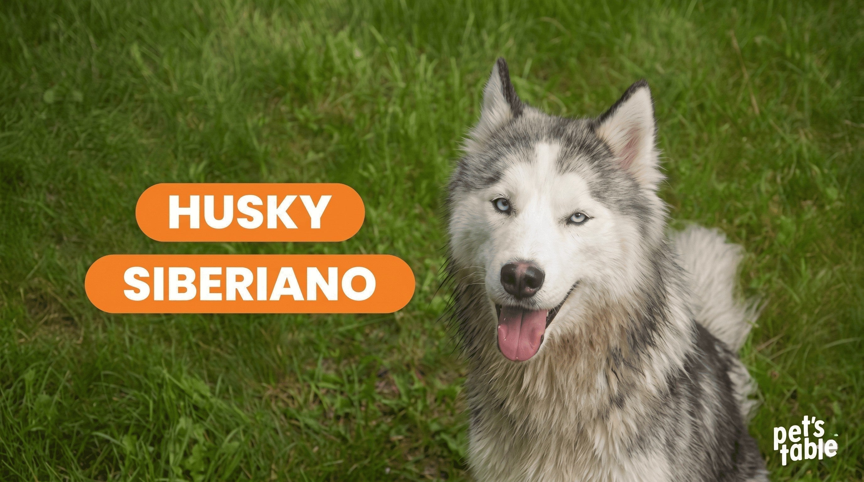 Perro Husky Siberiano ¿Qué debo saber de este perrito maravilloso y único? Aquí te contamos - Pet's Table