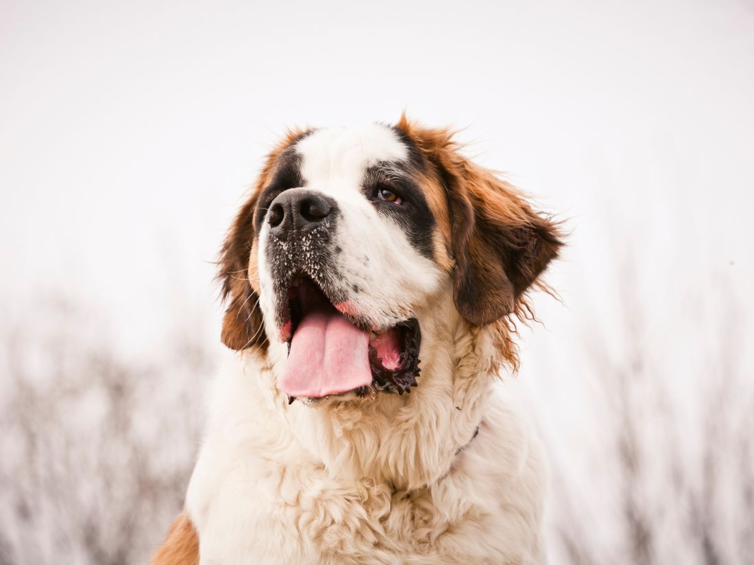 El san bernardo es uno de los perros más grandes y populares del mundo