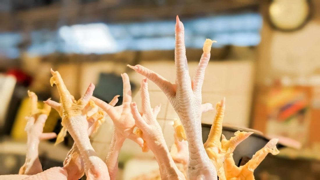 ¿Los perros pueden comer patas de pollo? Beneficios y riesgos - Pet's Table