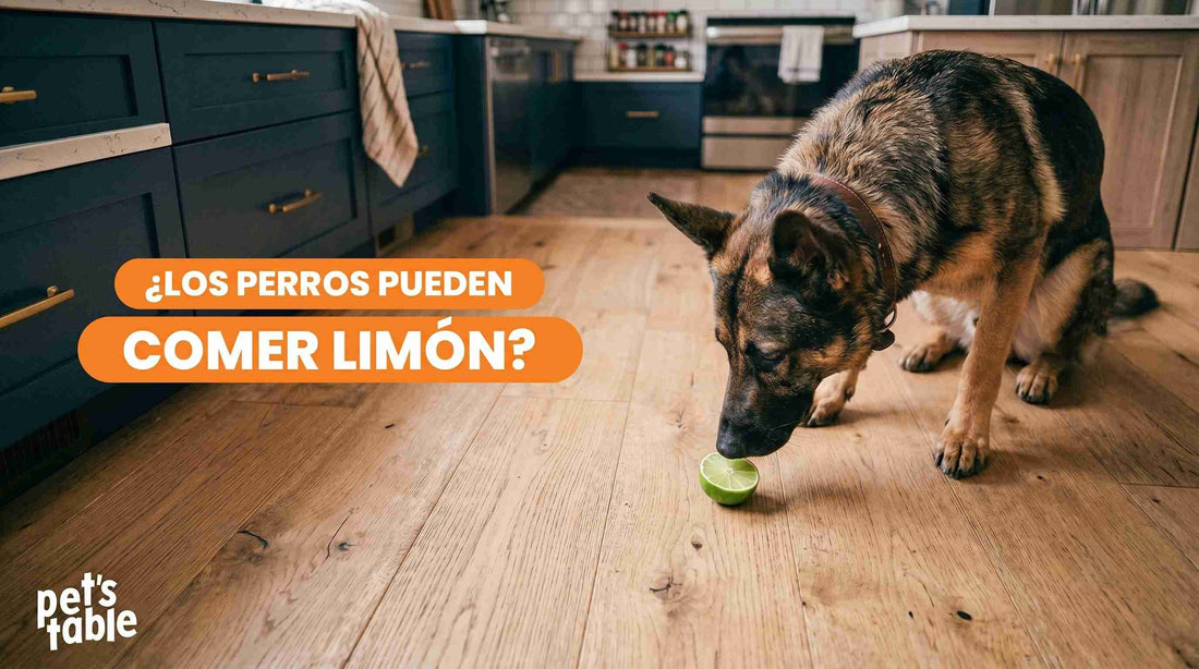 ¿Los perros pueden comer limón? Te contamos sus riesgos y las desventajas que puede tener en tu perro.