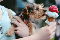 ¿Los peludos pueden comer helado? beneficios y riesgos