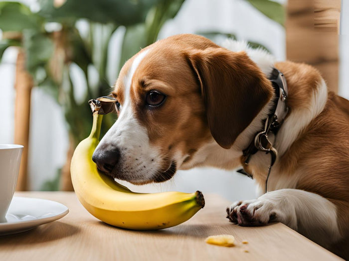 Los perros pueden comer plátano con moderación