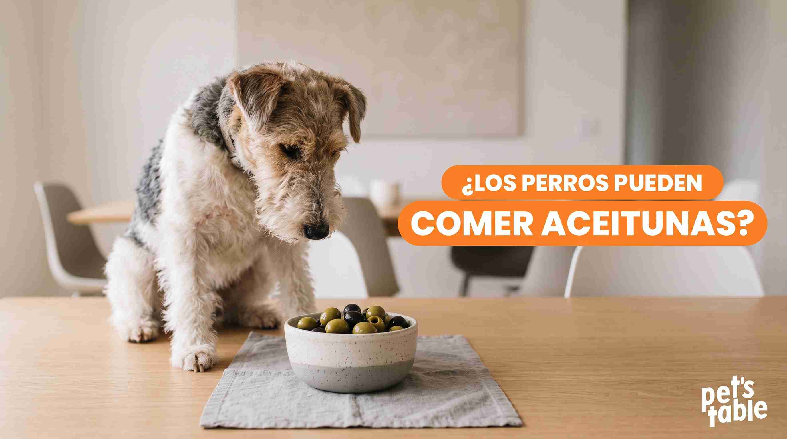 ¿Los perros pueden comer aceitunas? Descubre los beneficios y riesgos de este alimento en tu hijo perruno - Pet's Table