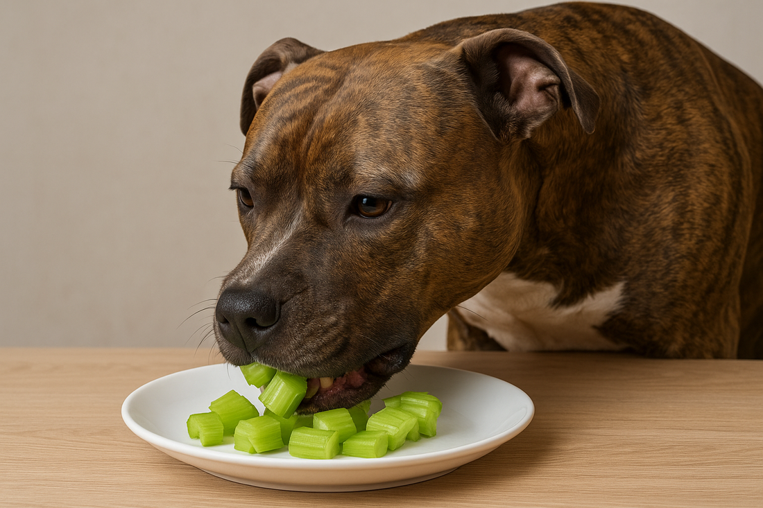 Apio para perros: Todo lo que necesitas saber - Pet's Table