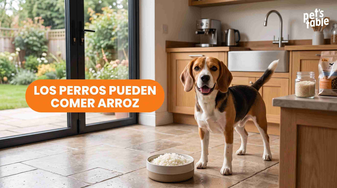 ¿Los perros pueden comer arroz cocido? Descubre sus potenciales beneficios y cuidados - Pet's Table
