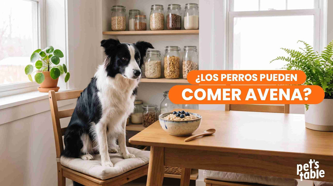 ¿La avena es buena para los perros? Todo lo que debes saber - Pet's Table