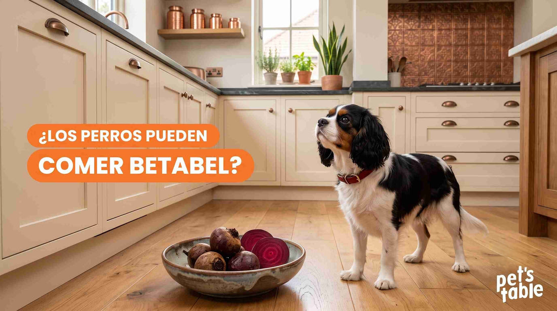 ¿Los perros pueden comer betabel? Te contamos los beneficios y los riesgos - Pet's Table