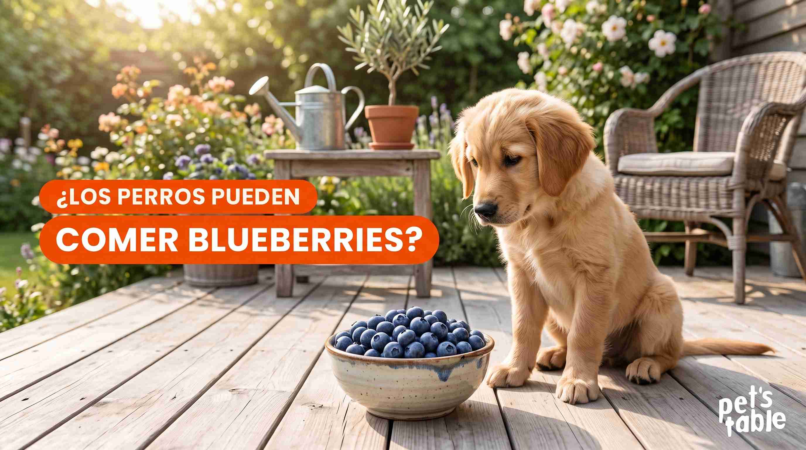 ¿Los perros pueden comer blueberries? Conoce los beneficios y los riesgos - Pet's Table