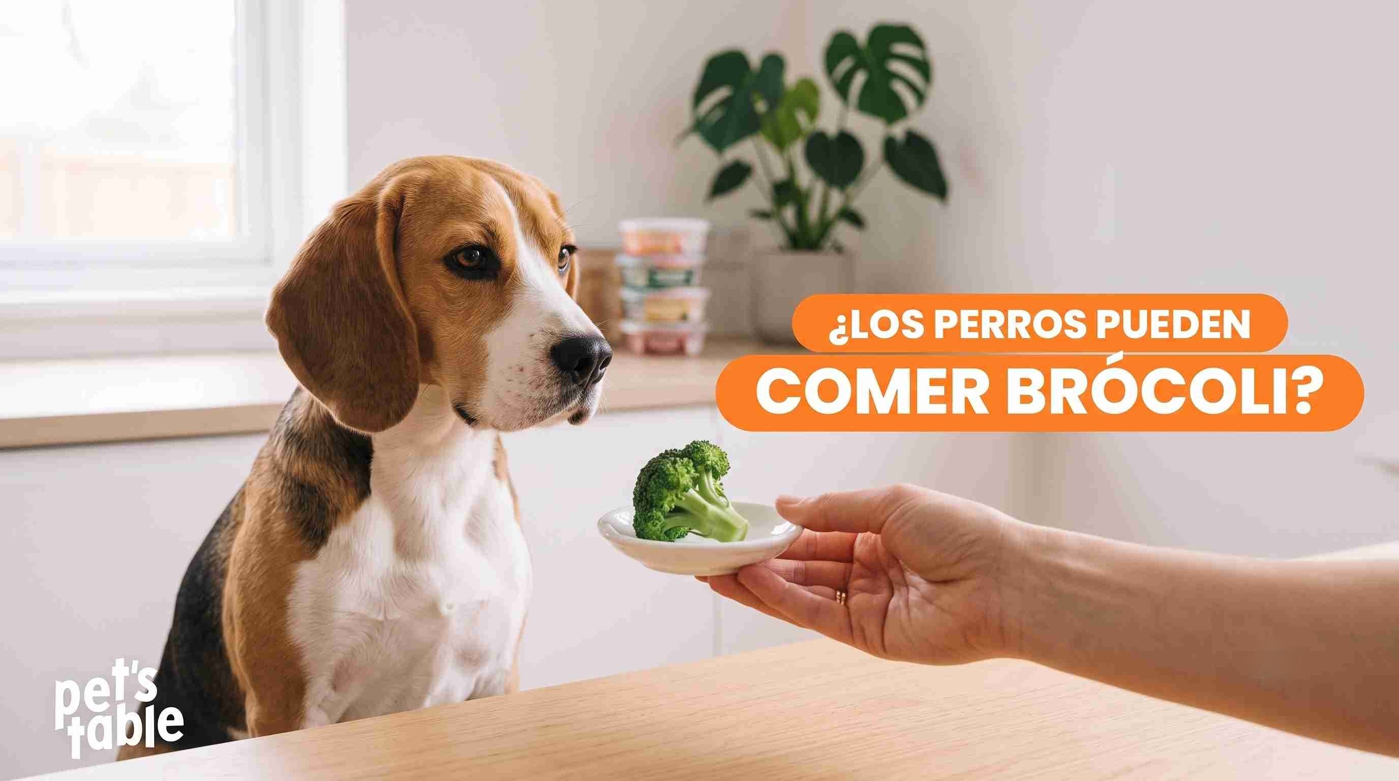 ¿Los perros pueden comer brócoli? Un blindaje natural para fortalecer la salud de tu mejor amigos perruno - Pet's Table