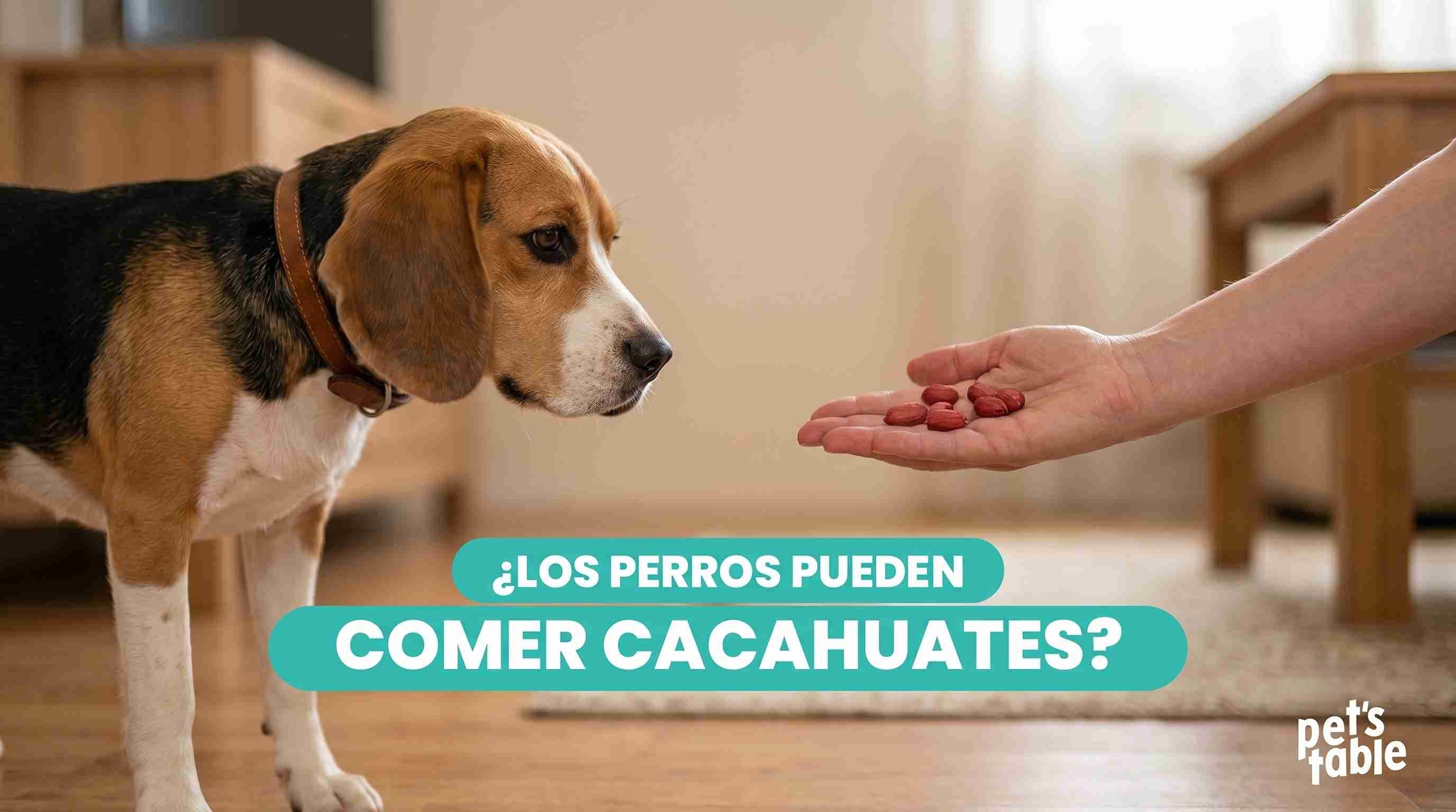 ¿Los perros pueden comer cacahuate? Conoce los beneficios y riesgos - Pet's Table