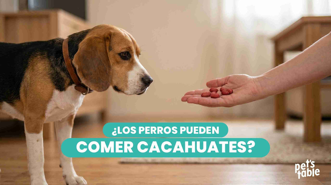 ¿Los perros pueden comer cacahuate? Conoce los beneficios y riesgos - Pet's Table