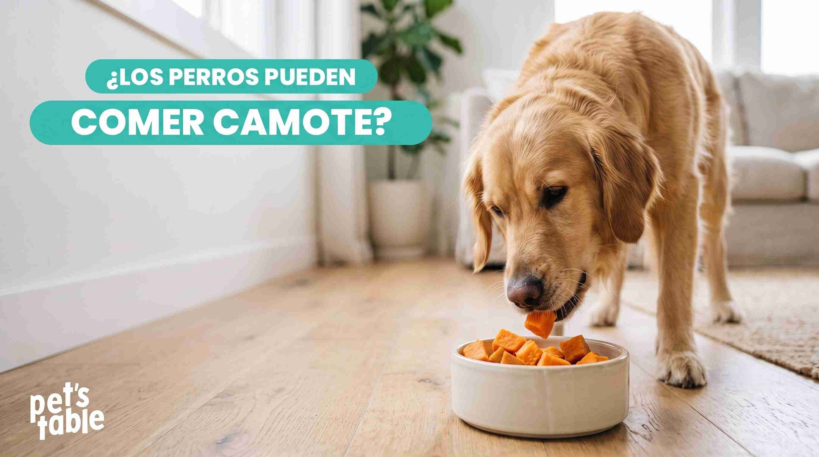 ¿Los perros pueden comer camote? Te contamos todo sobre este alimento para tu perro - Pet's Table