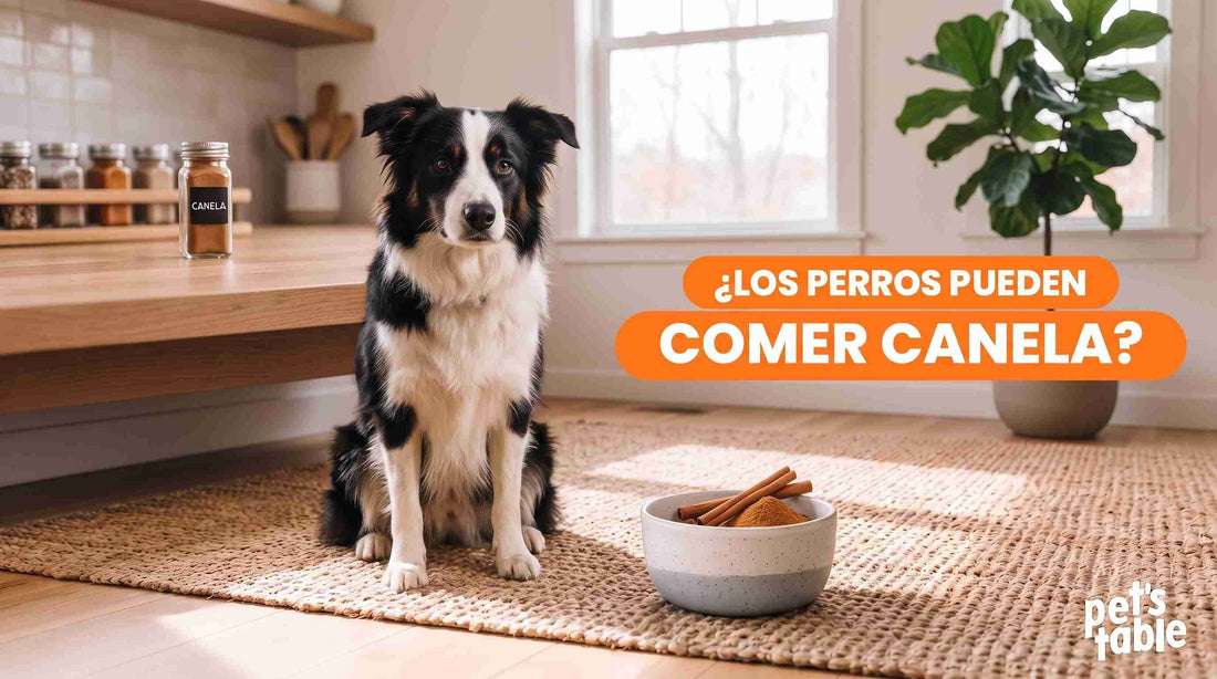 ¿Pueden los perros comer canela? Beneficios y precauciones sobre este alimento en el organismo de tu mejor amigo perruno - Pet's Table