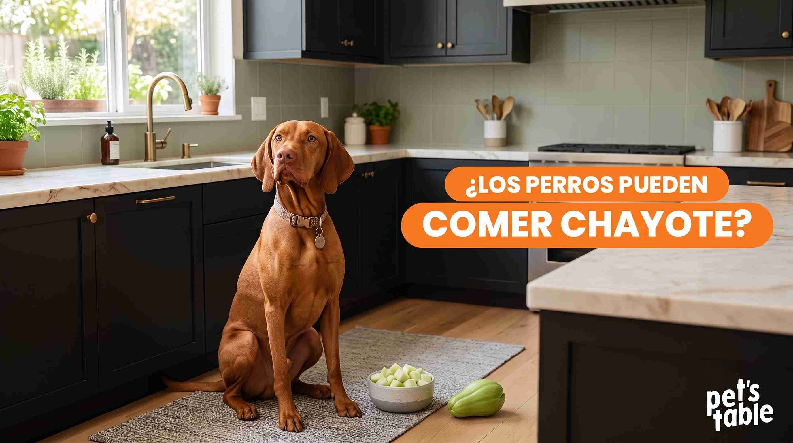 ¿Los perros pueden comer chayote? Descúbrelo aquí - Pet's Table