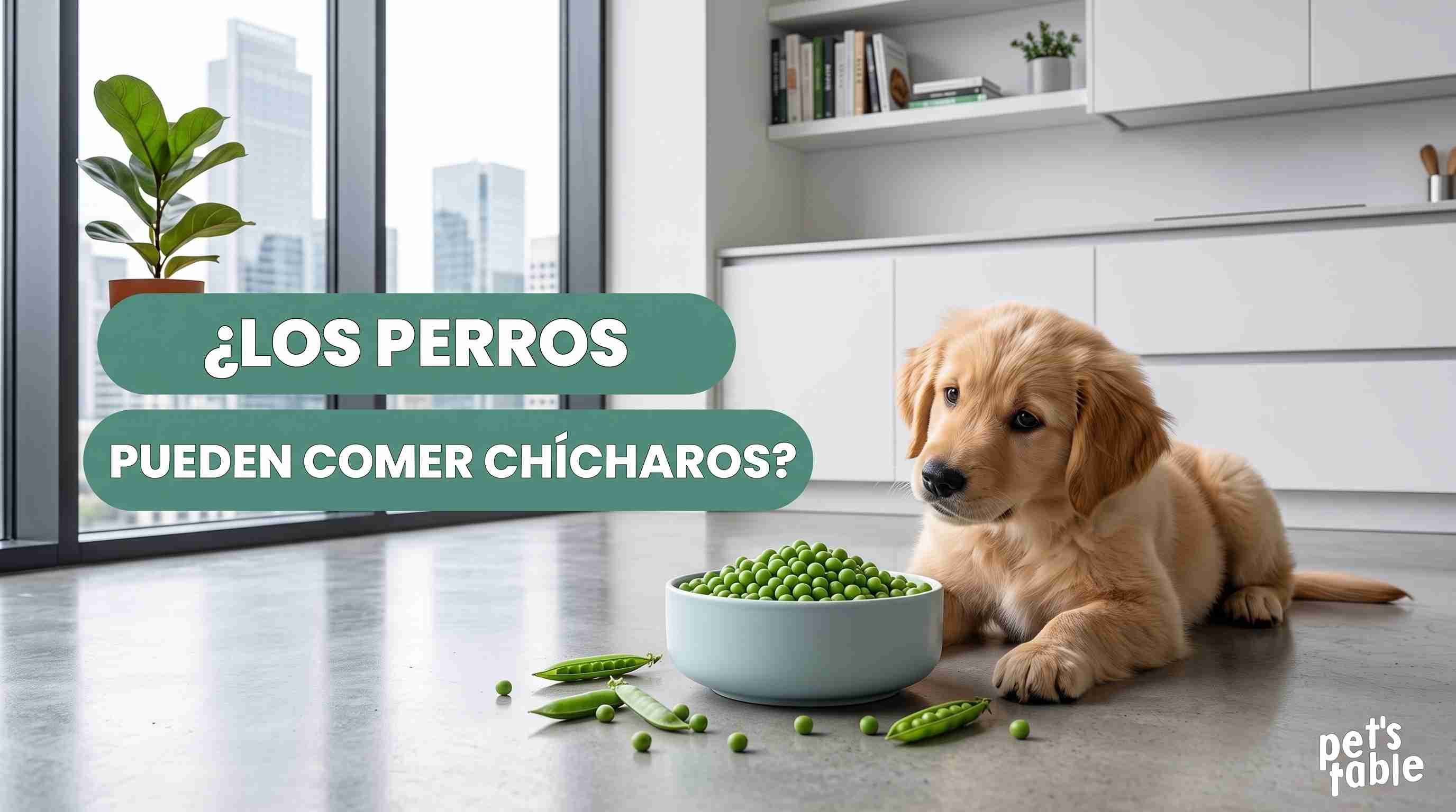 ¿Los perros pueden comer chícharos? Beneficios y riesgos que pueden causar en sus pancitas peludas - Pet's Table