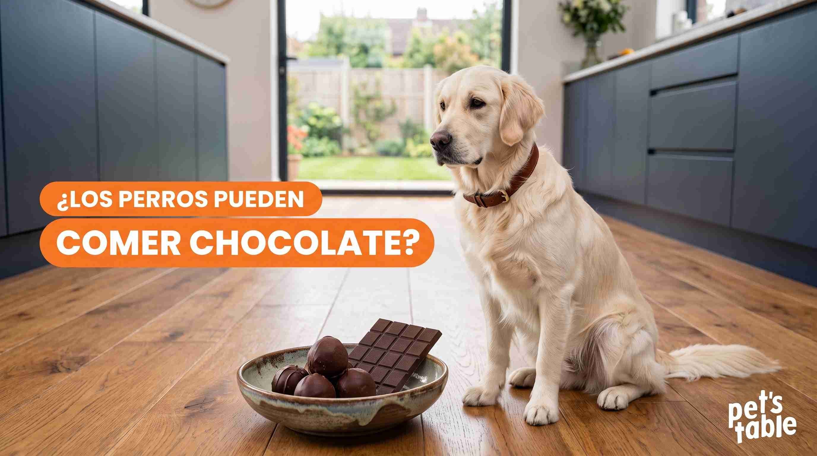 ¿Los perros pueden comer chocolate? Te contamos los que causa esta golosina en tu perrito - Pet's Table