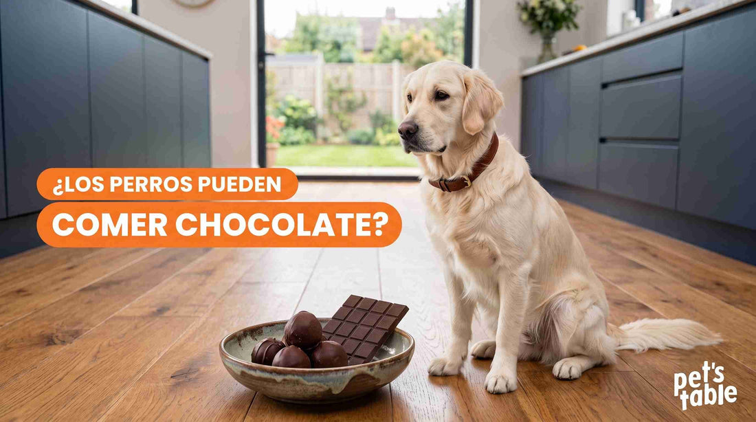 ¿Los perros pueden comer chocolate? Te contamos los que causa esta golosina en tu perrito - Pet's Table