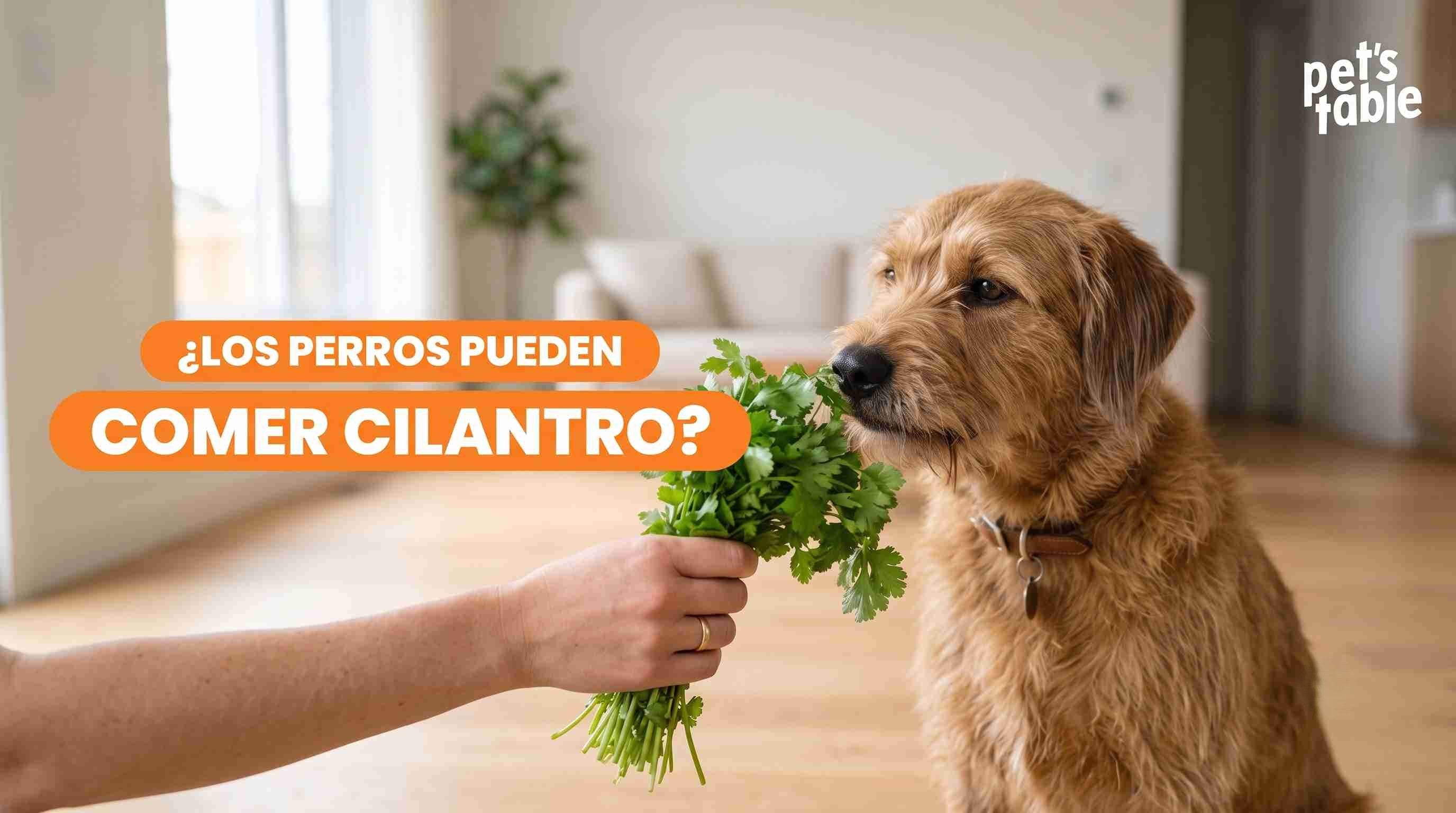 ¿El cilantro es bueno para los perros? Beneficios y riesgos - Pet's Table