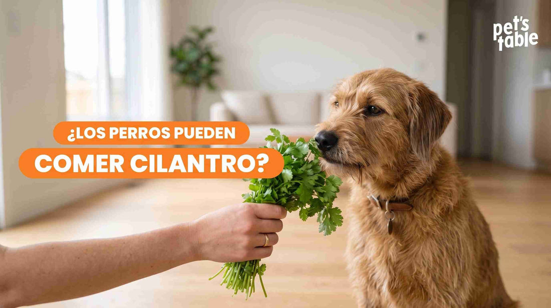 ¿El cilantro es bueno para los perros? Beneficios y riesgos - Pet's Table