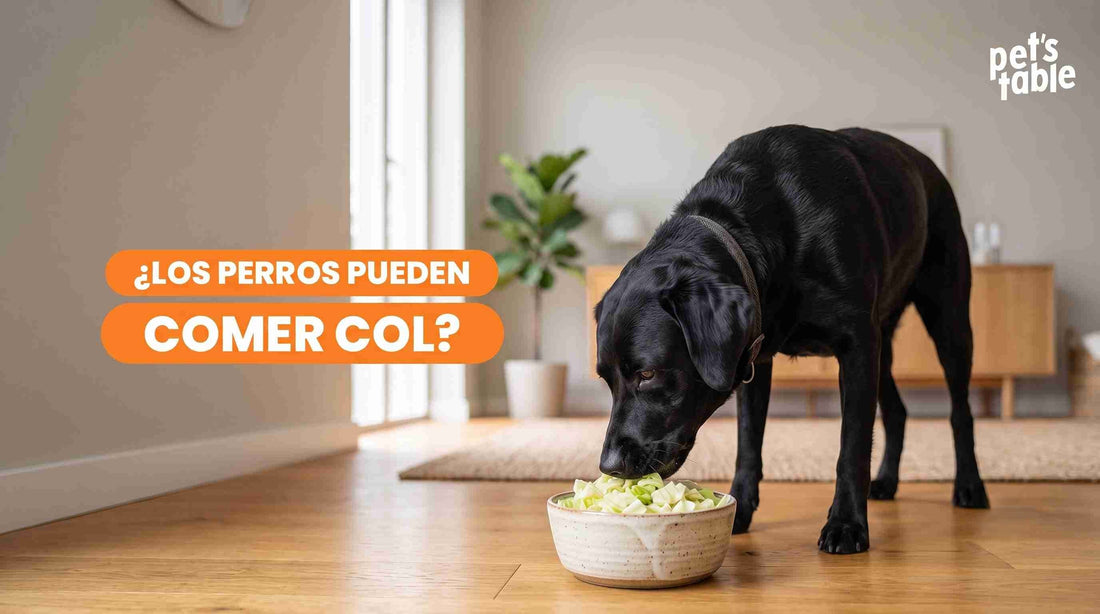 ¿Los perros pueden comer col? Beneficios y Riesgos - Pet's Table