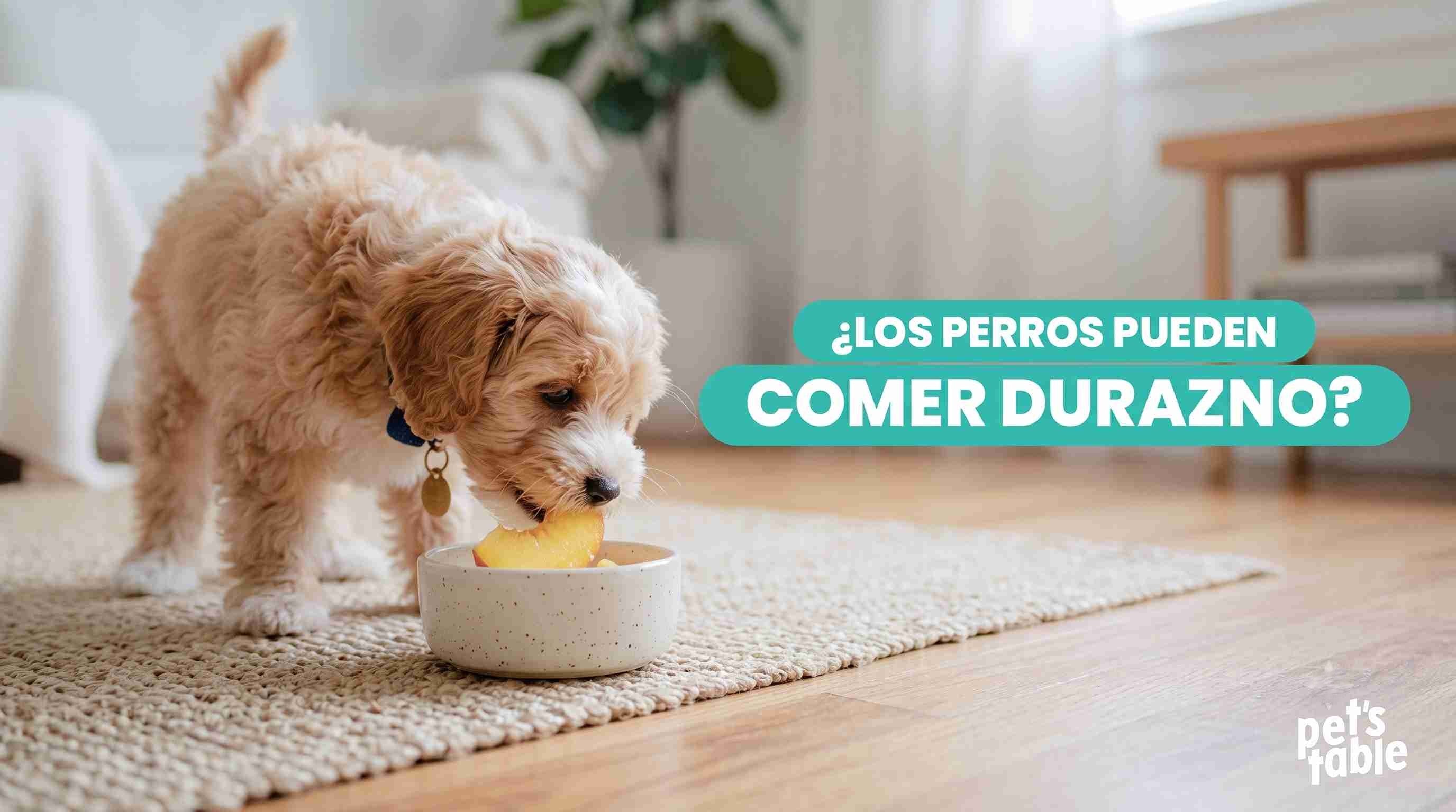 ¿Los perros pueden comer durazno? Descubre sus beneficios y precauciones necesarias - Pet's Table