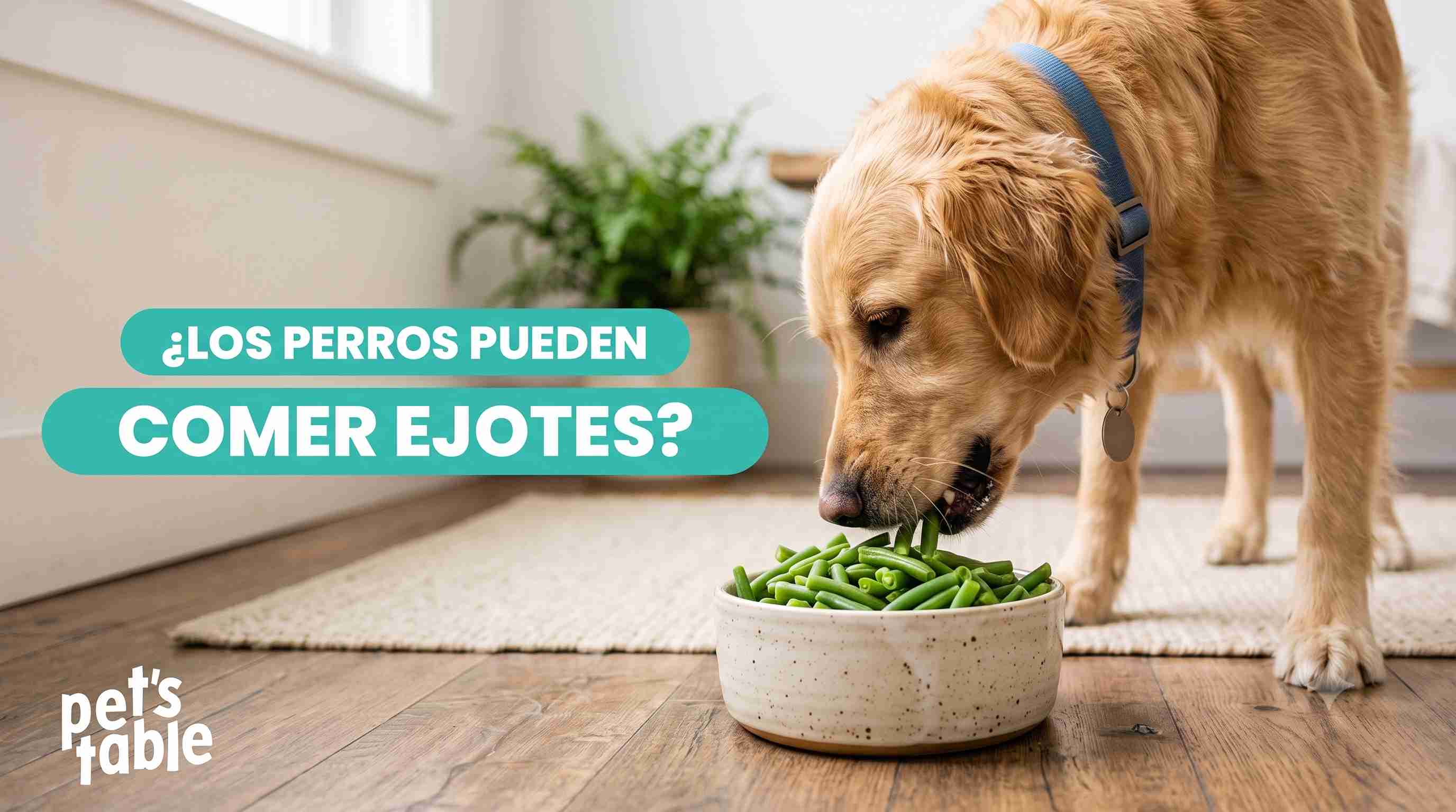 ¿Los perros pueden comer ejotes? Conoce sus potenciales beneficios y los riesgos posibles para tu perro - Pet's Table