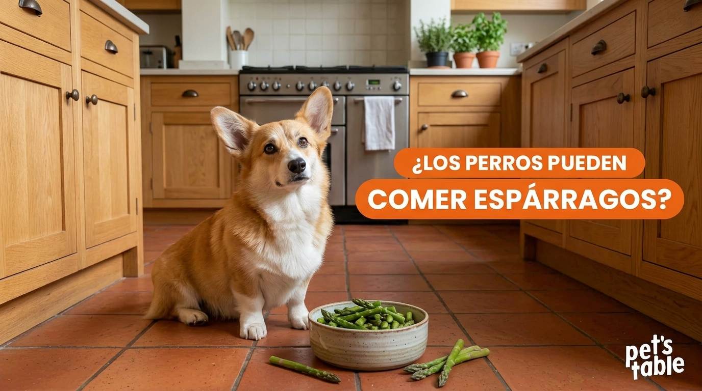 ¿Los perros pueden comer espárragos? Descubre todo acerca de este alimento en el cuerpo de tu peludito - Pet's Table