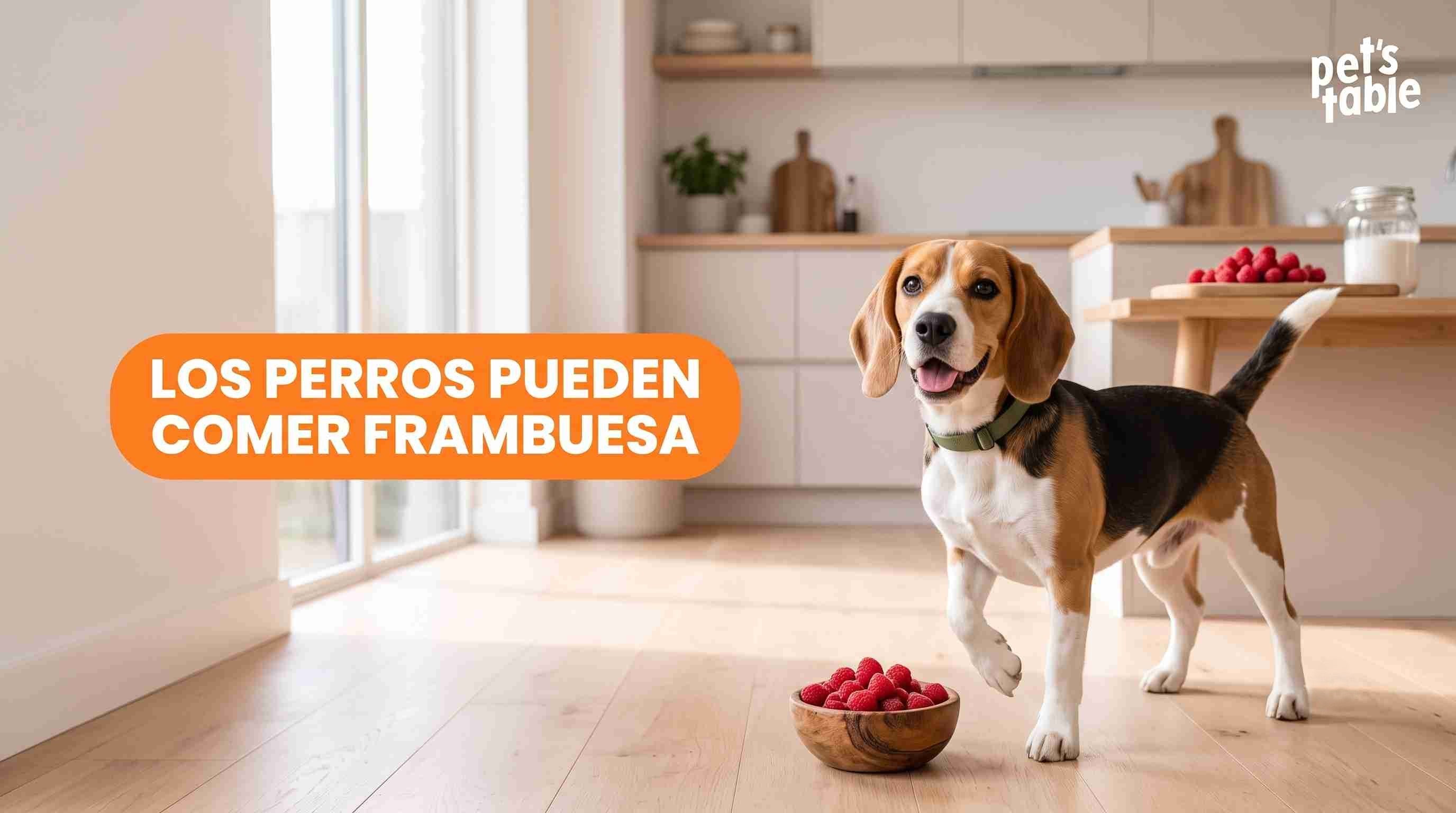 ¿Los perros pueden comer frambuesas rojas? Conoce sus beneficios y posibles riesgos para tu perrito - Pet's Table