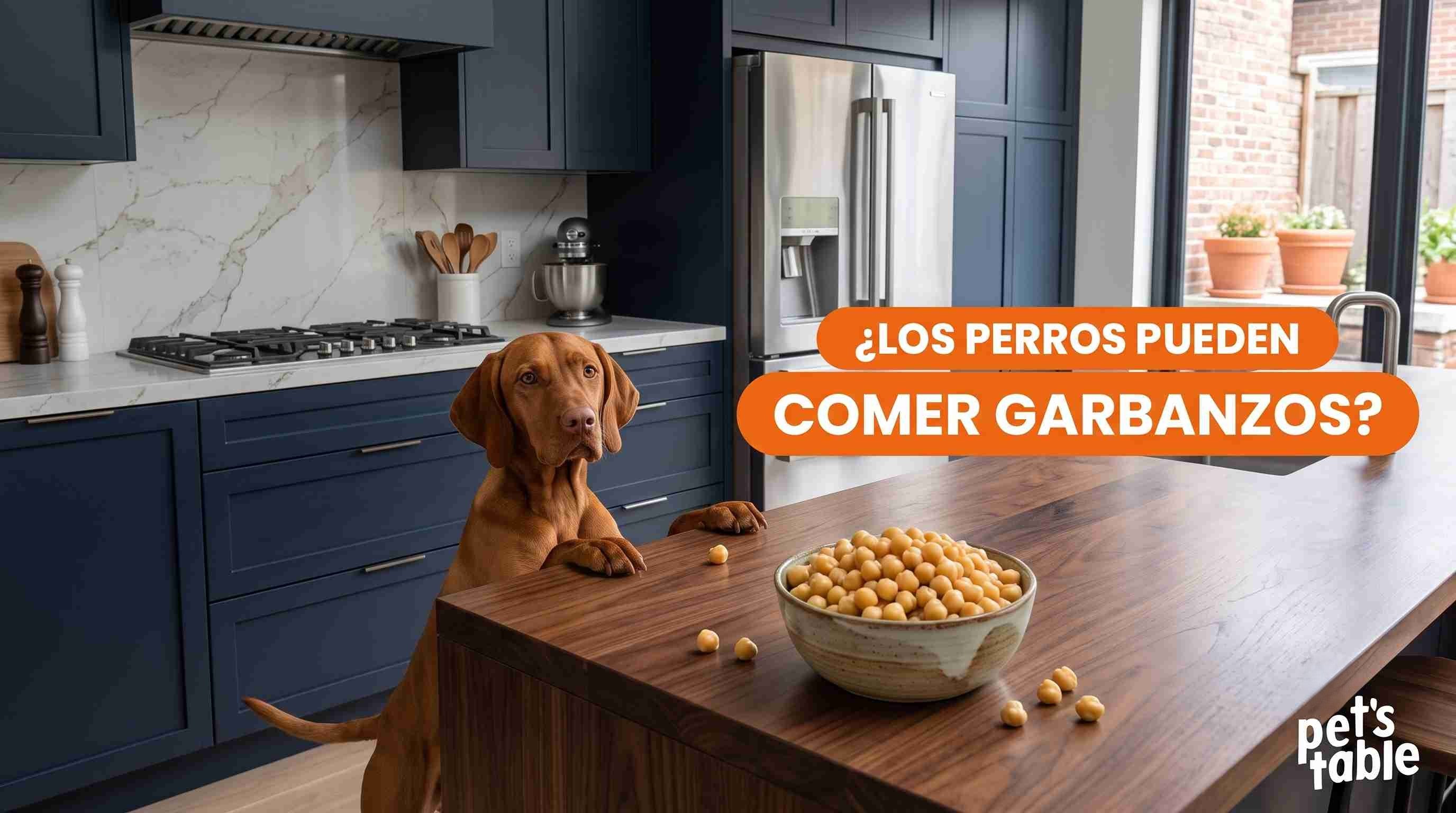 Los perros pueden comer garbanzos cocidos: ¿Cómo brindarlos de manera segura? - Pet's Table