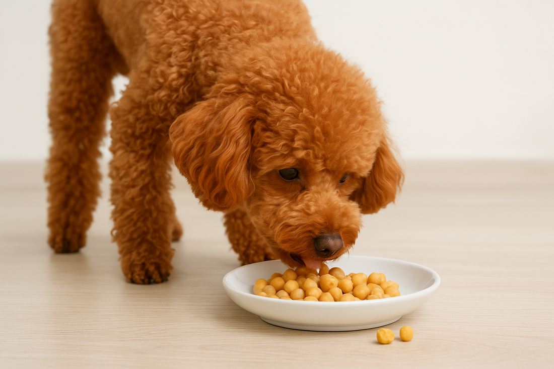 Los perros pueden comer garbanzos: ¿Cómo brindarlos de manera segura? - Pet's Table